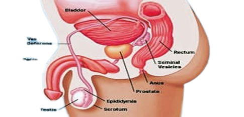 Prostadine, prostate structure